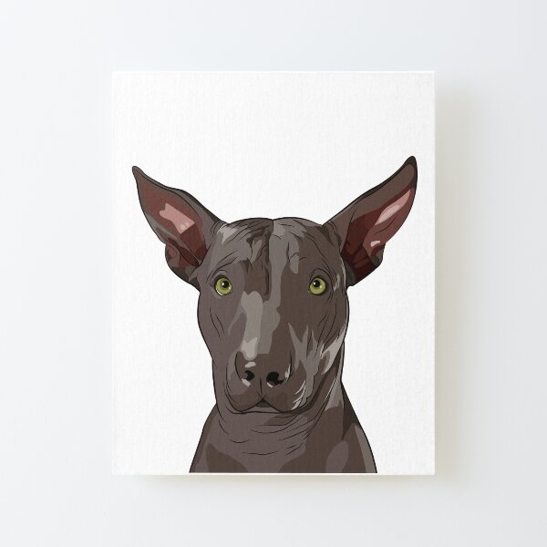 cholo xoloitzcuintli