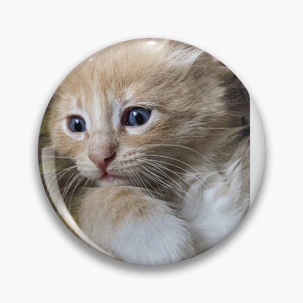 Item preview, Copy of Ginger Ragdoll Mainecoon kitten designed and sold by Fluffycat2020.