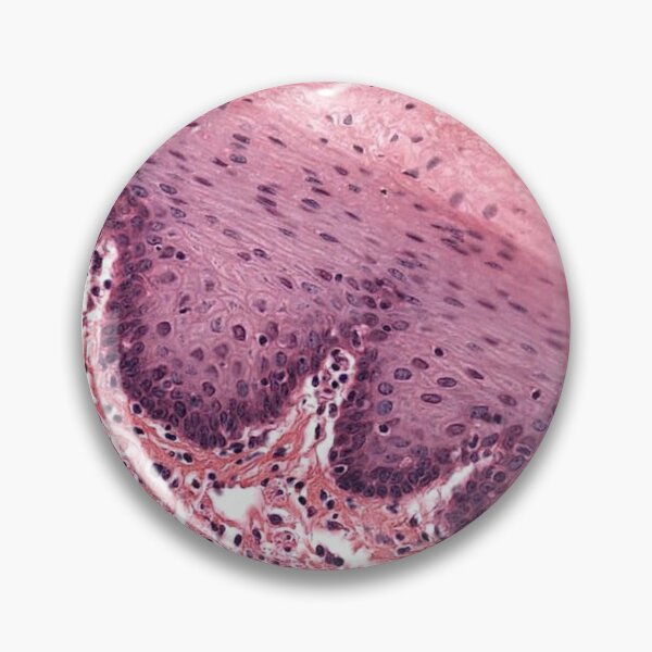 Item preview, Squamous epithelium designed and sold by moth-creature.