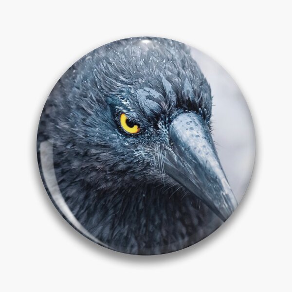 Item preview, Pied Currawong at Cradle Mountain 2. designed and sold by Alex Preiss.