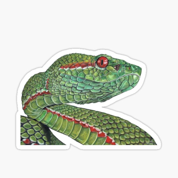 PitViper-be Snakey Sticker