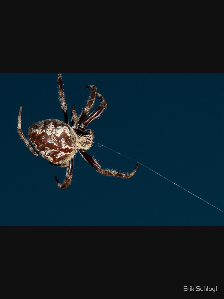 Orb Weaver, Botany Bay by eschlogl