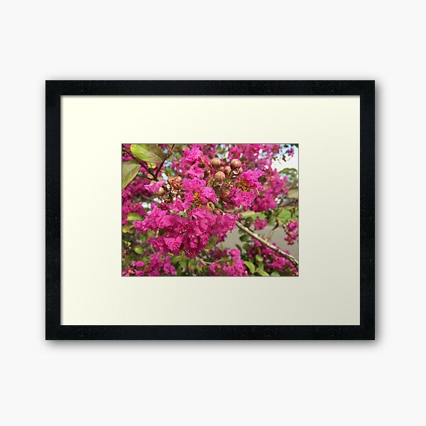 Item preview, Pink Crepe Myrtle (Lagerstroemia indica) designed and sold by Red Wolf.