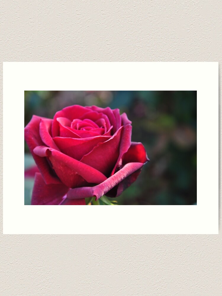 Alternate view of Red rose Art Print