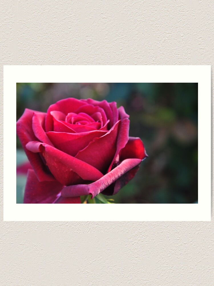 Alternate view of Red rose Art Print