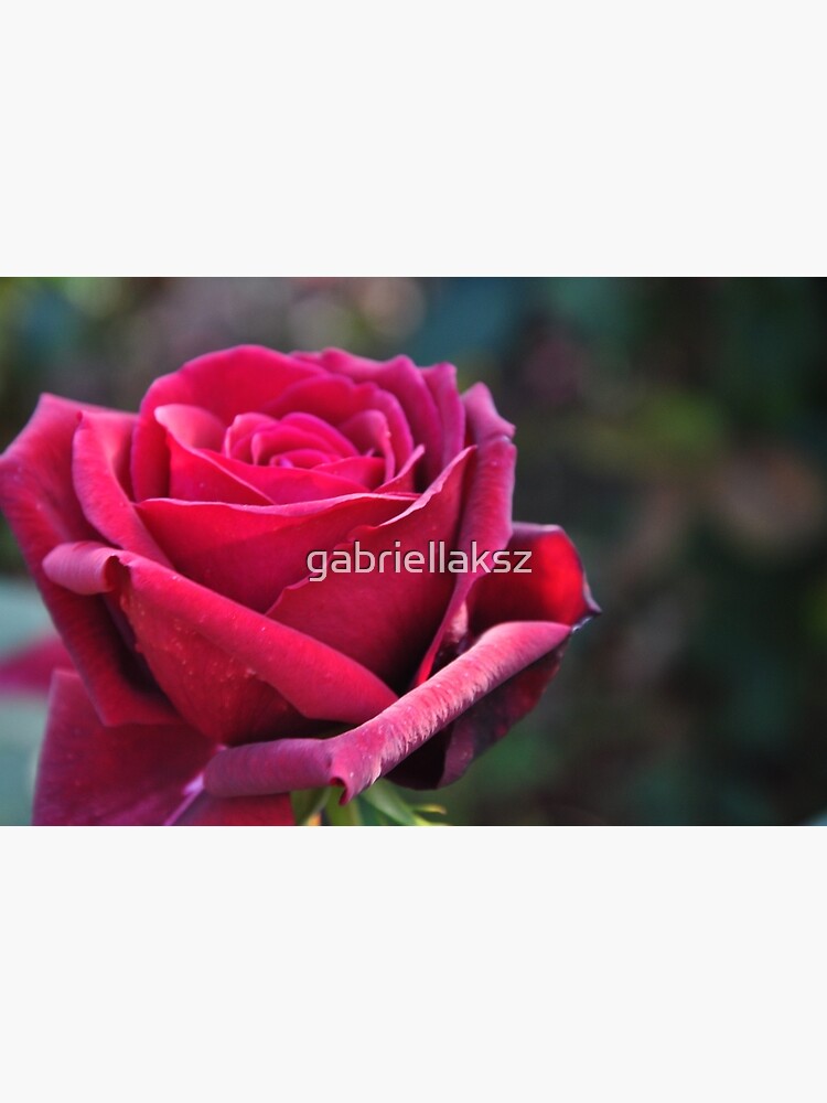 Red rose by gabriellaksz