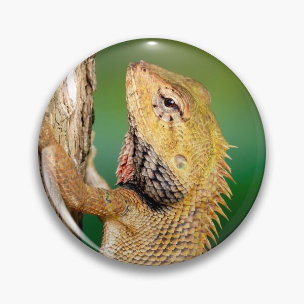 Item preview, Chameleon Agamids Changeable Lizard Calotes versicolor while crawling in a tree with a very smooth nature background designed and sold by Artsy Boulevard.
