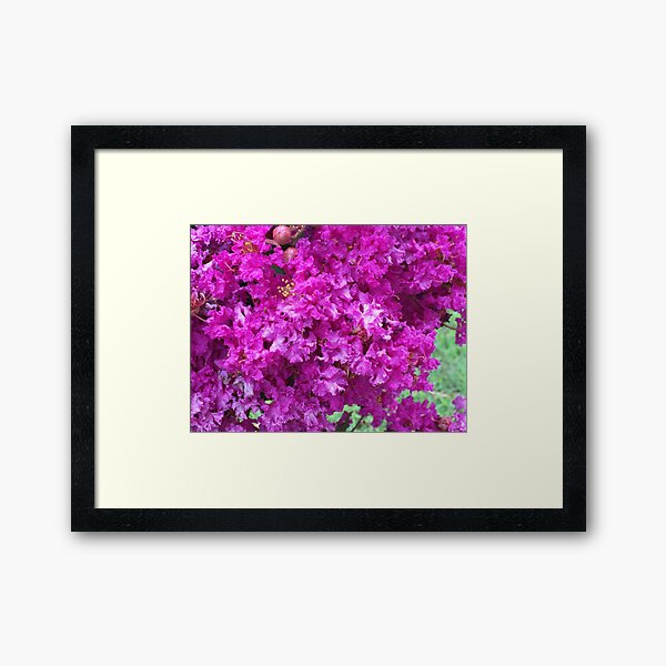 Item preview, Purple Crepe Myrtle (Lagerstroemia indica) designed and sold by Red Wolf.