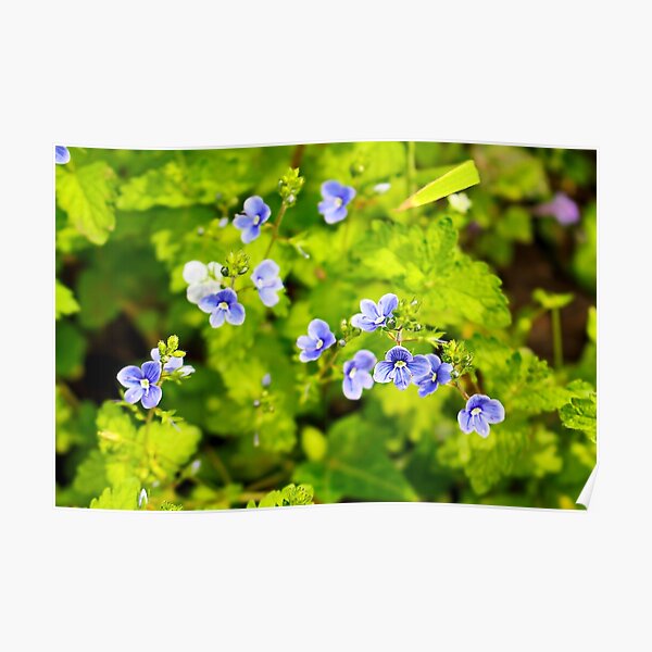 Natural blue flowers Veronica with green leaf Poster