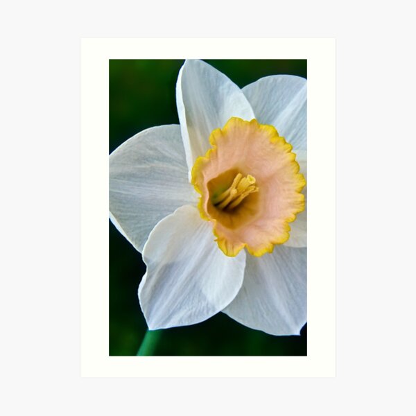 Salmon Daffodil Art Print