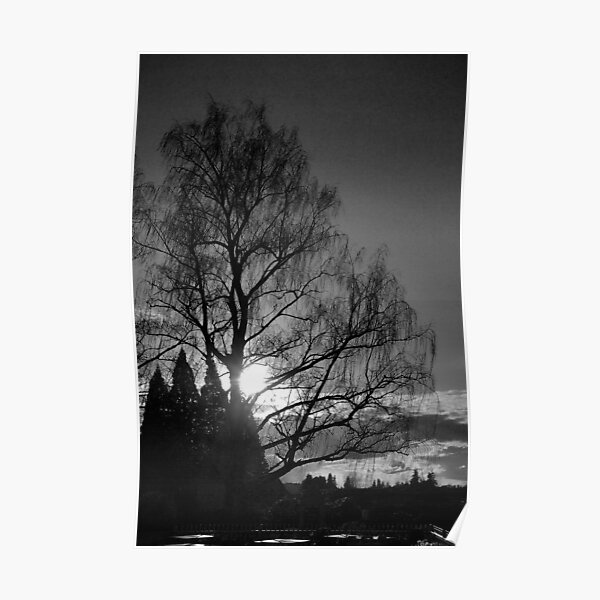 Setting Tree Poster