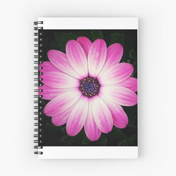 Item preview, Osteospermum designed and sold by Darren Stones.