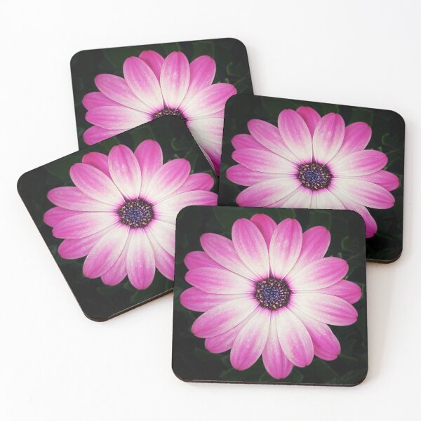 Item preview, Osteospermum designed and sold by Darren Stones.