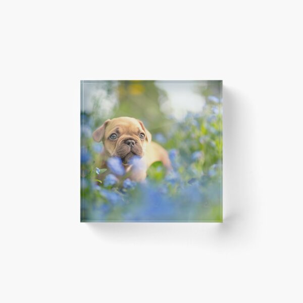 Item preview, French bulldog puppy in the blue flower field designed and sold by LuckyPictures.