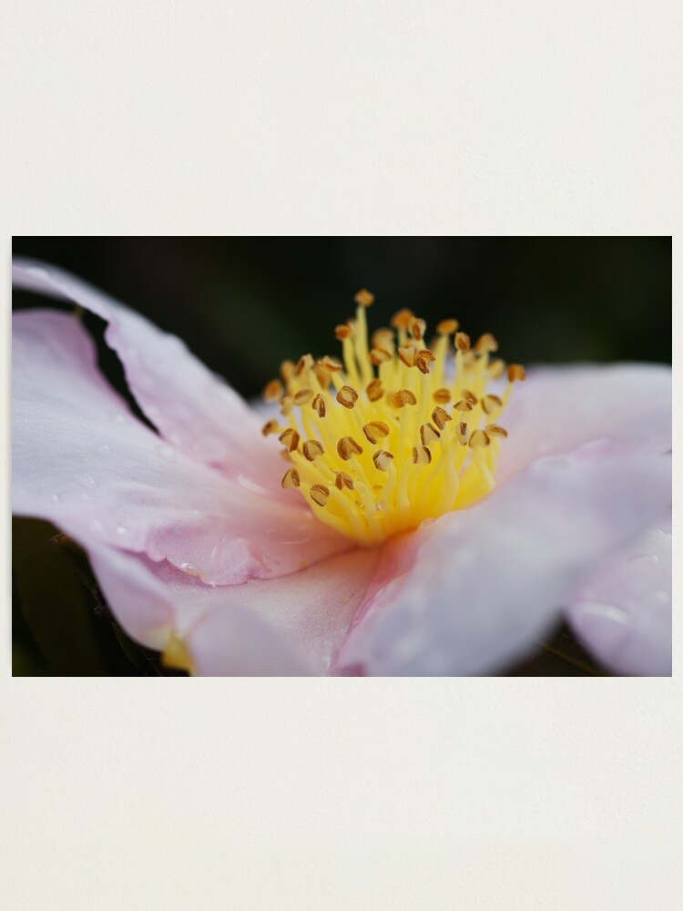 Lámina fotográfica «La flor de camelia rosa amarilla flotante» de  bubbleblue | Redbubble