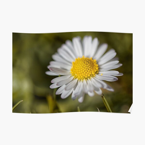 Daisy Poster