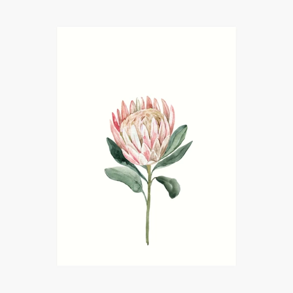 Blooming Pink King Protea Flower by Isabelle Z 16-in. W x 16
