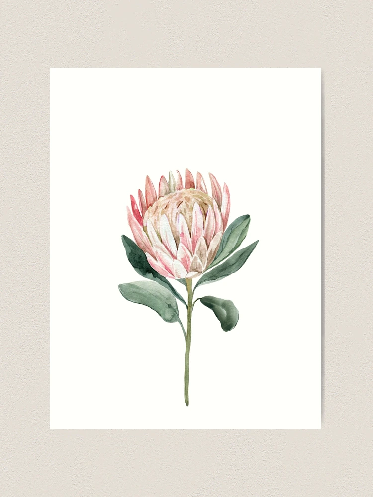 絵画 額縁付 プロテア protea Protea Cynaroides | lili-arnold-studios