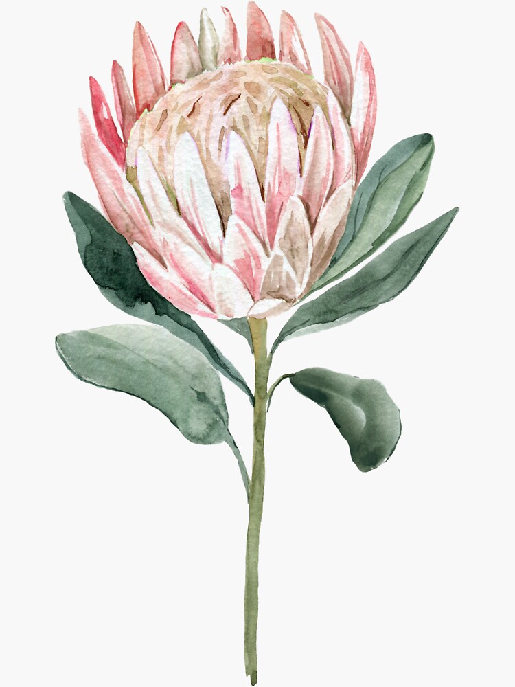 watercolour protea