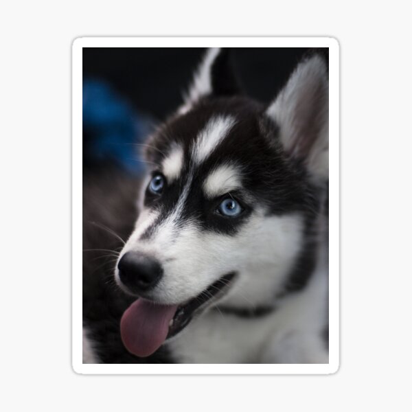 Produits Sur Le Theme Beau Husky Aux Yeux Bleus Redbubble