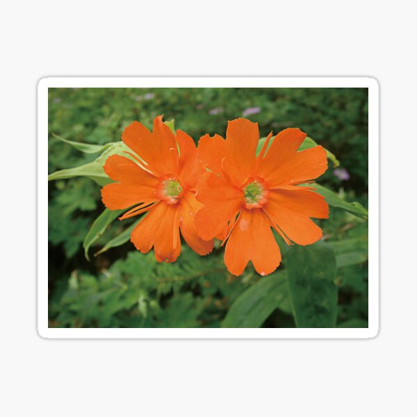 Orange Blumen und Sie sind die Welt Wohnzimmer Kunst Sticker