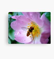 Pink Insect Canvas Print
