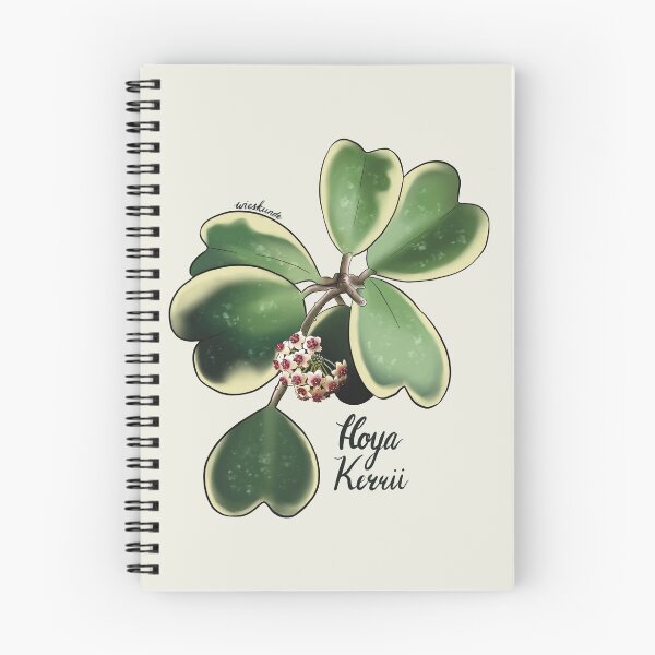 Aperçu de l'œuvre Hoya kerrii albomarginata en fleur créée et vendue par Wieskunde.