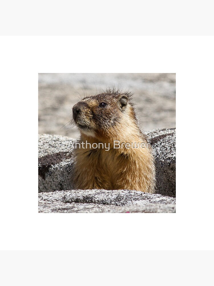 A marmot appears by dailyanimals