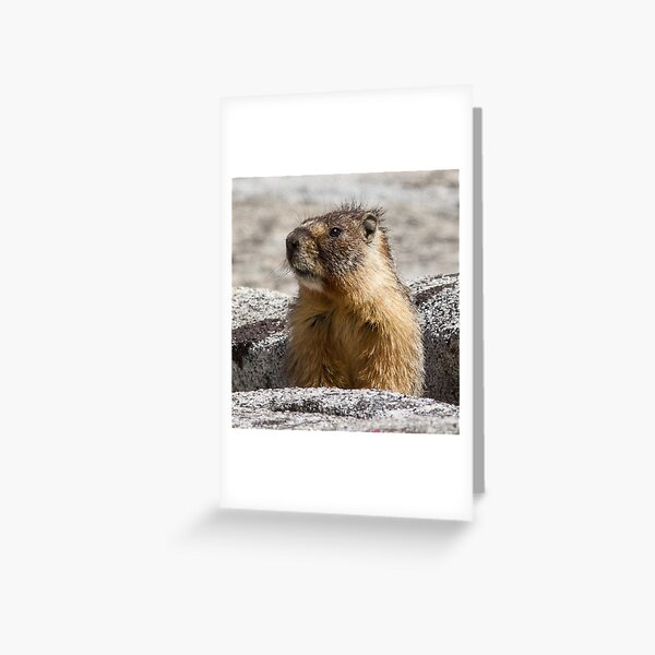 A marmot appears Greeting Card