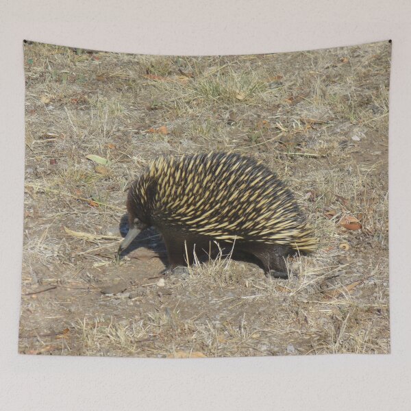 Item preview, Cute Echidna designed and sold by KaSaPo.