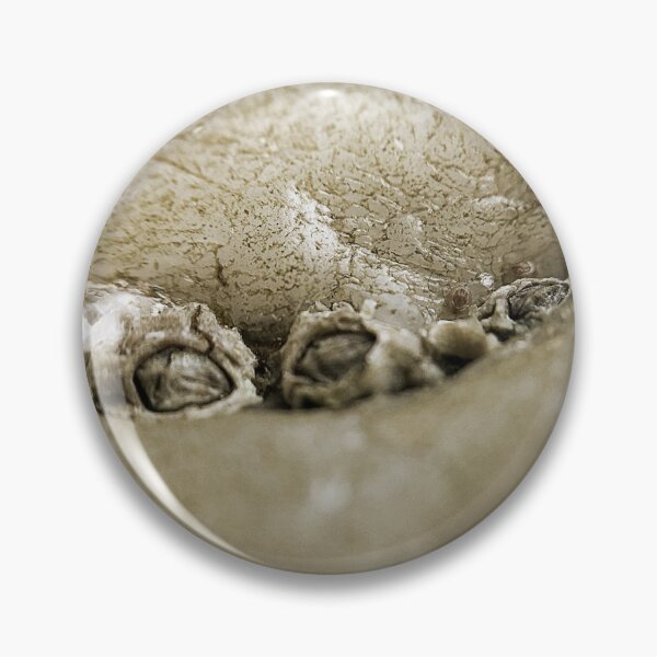 Item preview, Cluster of Shells designed and sold by Charles Oliver Creations.