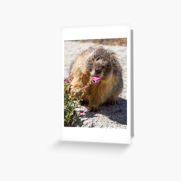 The marmot who inspects flowers Greeting Card