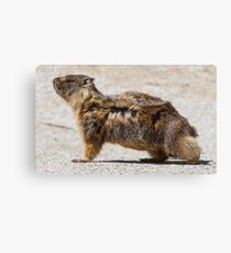 The marmot who poses in the wind Canvas Print