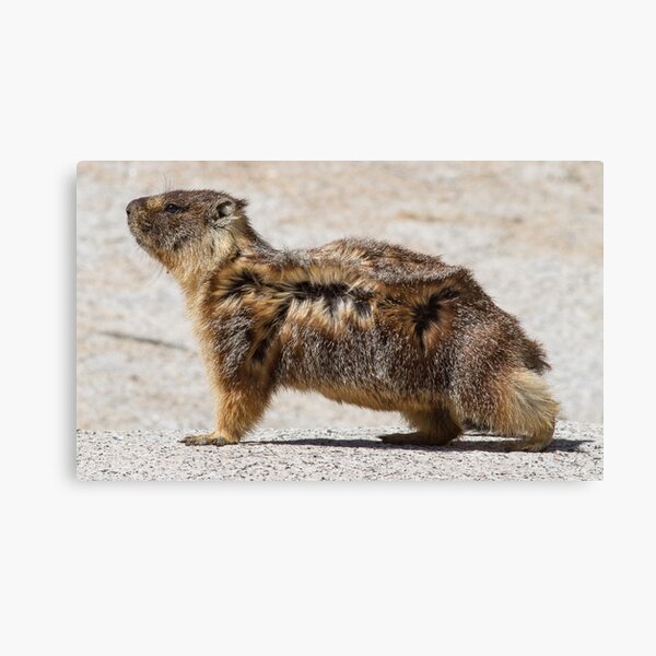 The marmot who poses in the wind Canvas Print