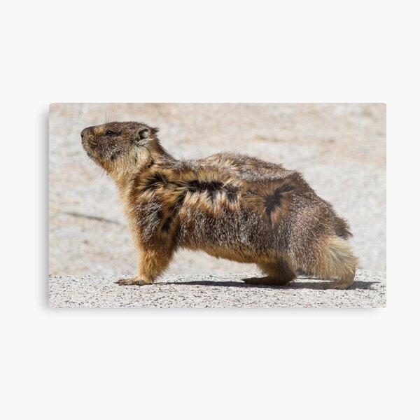 The marmot who poses in the wind Metal Print
