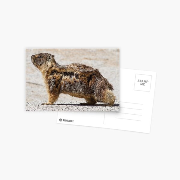 The marmot who poses in the wind Postcard