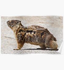 The marmot who poses in the wind Poster