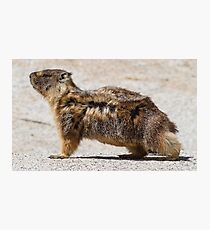 The marmot who poses in the wind Photographic Print