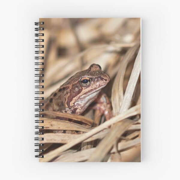 Item preview, Hidden in the middle. European common frog designed and sold by Jouko Lehto Photography.