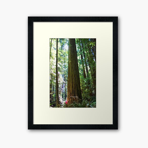 Giant Redwoods Framed Art Print