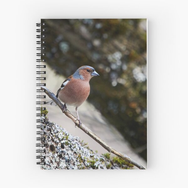 Item preview, Finding the place with fallen trunks. Chaffinch designed and sold by Jouko Lehto Photography.