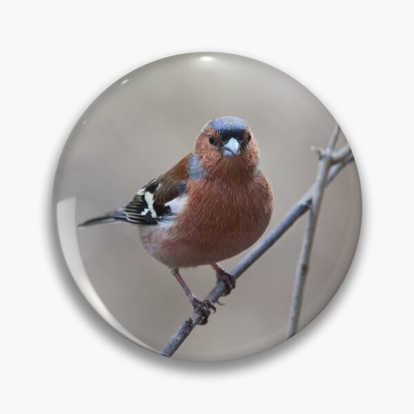 Item preview, Easy tones. Chaffinch designed and sold by Jouko Lehto Photography.