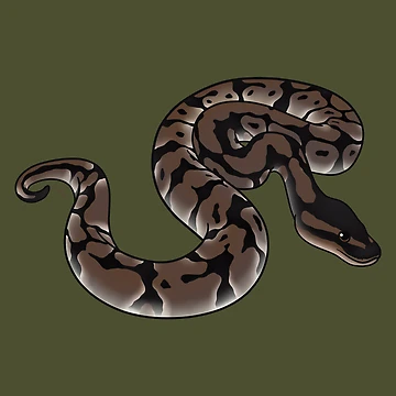 Artwork thumbnail, Axanthic Ball Python by anacecilia