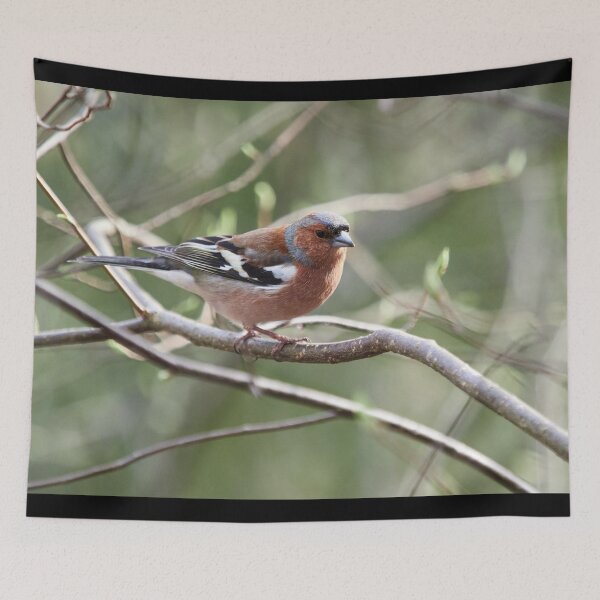 Item preview, Springway. Chaffinch designed and sold by Jouko Lehto Photography.