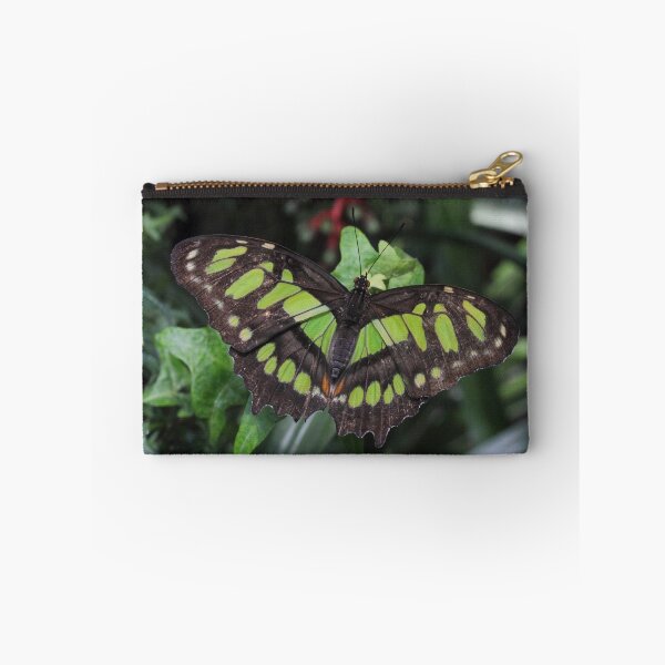Item preview, Siproeta stelenes designed and sold by Mythos57.