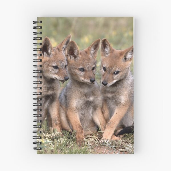 Item preview, Three Black Backed Jackal Pups in South Africa designed and sold by South-Africa.