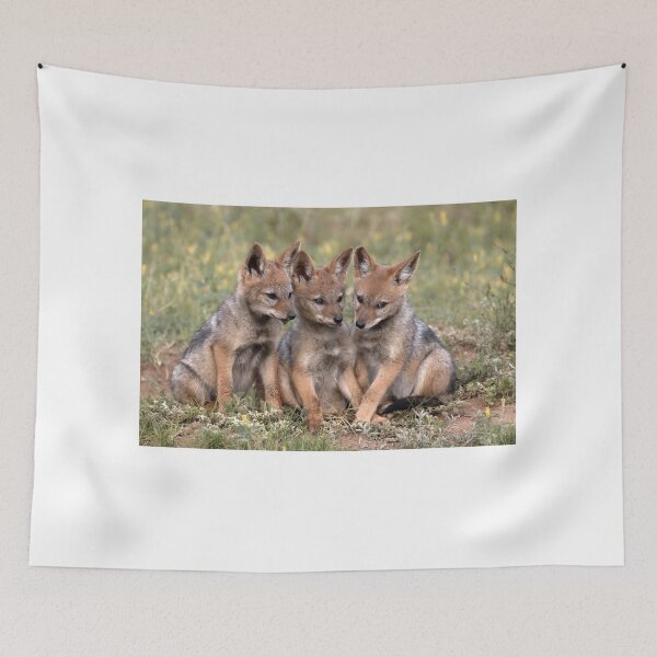 Item preview, Three Black Backed Jackal Pups in South Africa designed and sold by South-Africa.