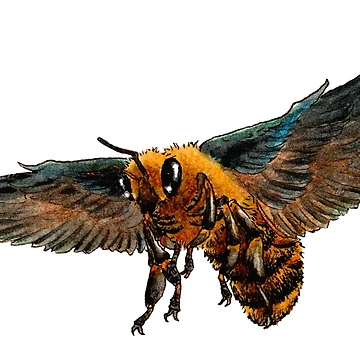 Artwork thumbnail, Crowbee by Rey Mehlhorn