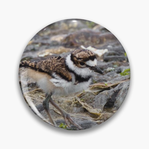 Item preview, Baby Killdeer Chick designed and sold by Wild One.
