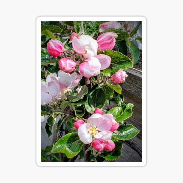 Apple Blossom Sticker